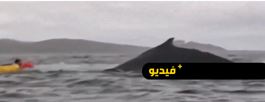 شاب يروي تجربته بعد أن ابتلعه حوت الأحدب بشكل كامل شاب يروي تجربته بعد أن ابتلعه حوت الأحدب بشكل كامل