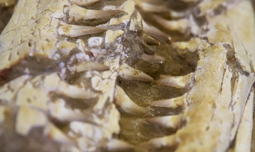 الجمارك الفرنسية تصادر أسنان ديناصورات مهربة من المغرب الجمارك الفرنسية تصادر أسنان ديناصورات مهربة من المغرب