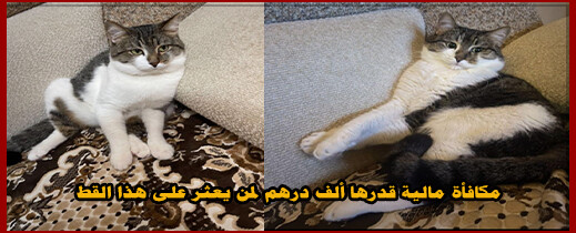 إعلان عن فقدان قط .. مكافأة مالية قدرها ألف درهم لمن يعثر عليه إعلان عن فقدان قط .. مكافأة مالية قدرها ألف درهم لمن يعثر عليه