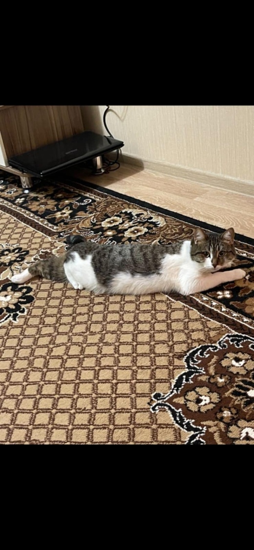 إعلان عن فقدان قط .. مكافأة مالية قدرها ألف درهم لمن يعثر عليه إعلان عن فقدان قط .. مكافأة مالية قدرها ألف درهم لمن يعثر عليه