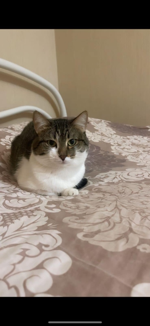 إعلان عن فقدان قط .. مكافأة مالية قدرها ألف درهم لمن يعثر عليه إعلان عن فقدان قط .. مكافأة مالية قدرها ألف درهم لمن يعثر عليه