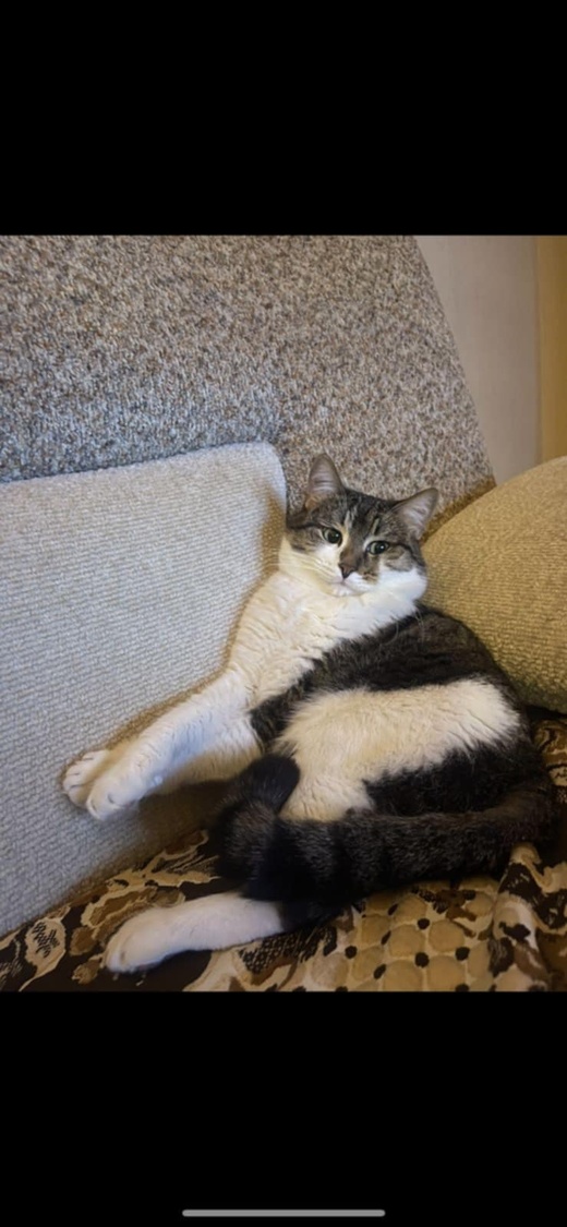 إعلان عن فقدان قط .. مكافأة مالية قدرها ألف درهم لمن يعثر عليه إعلان عن فقدان قط .. مكافأة مالية قدرها ألف درهم لمن يعثر عليه