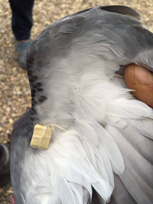 قراء ناظورسيتي: السحر والشعوذة عمل الجبناء ولا يفلح الساحر من حيث أتى قراء ناظورسيتي: السحر والشعوذة عمل الجبناء ولا يفلح الساحر من حيث أتى