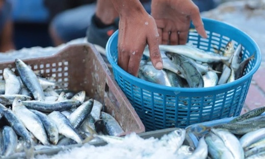 جدل أسعار السردين يخرج مجلس المنافسة عن صمته جدل أسعار السردين يخرج مجلس المنافسة عن صمته