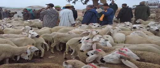 انخفاض كبير في أسعار الأغنام بعد قرار إلغاء شعيرة ذبح الأضحية انخفاض كبير في أسعار الأغنام بعد قرار إلغاء شعيرة ذبح الأضحية