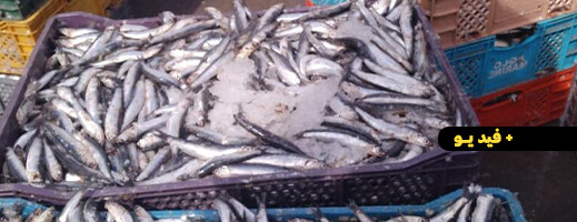 فيديو متداول على فيديو متداول على