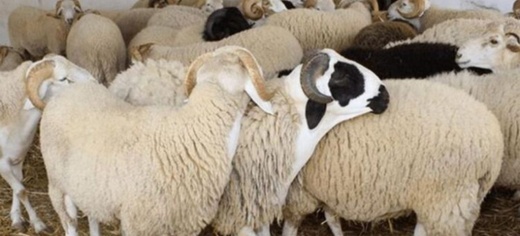 مطالب للححكومة بدعم الكسابة بعد إلغاء أضحية العيد مطالب للححكومة بدعم الكسابة بعد إلغاء أضحية العيد