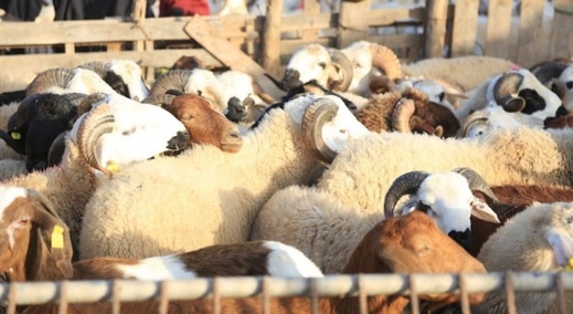 مغاربة مليلية يتفاعلون مع رسالة الملك بعدم نحر الأضحية مغاربة مليلية يتفاعلون مع رسالة الملك بعدم نحر الأضحية