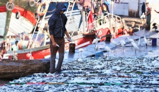 تراجع كميات الصيد بميناء الناظور مقابل ارتفاع في قيمته السوقية تراجع كميات الصيد بميناء الناظور مقابل ارتفاع في قيمته السوقية