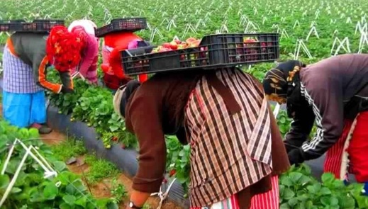 المهاجرون المغاربة في صدارة العمال الأجانب بإسبانيا المهاجرون المغاربة في صدارة العمال الأجانب بإسبانيا