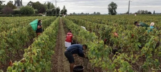 لمواجهة نقص اليد العاملة.. فرنسا تستعد لاستقطاب عمال زراعيين مغاربة لمواجهة نقص اليد العاملة.. فرنسا تستعد لاستقطاب عمال زراعيين مغاربة