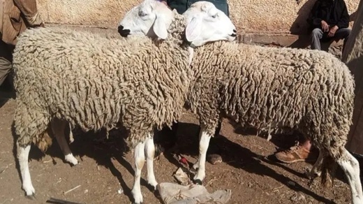 قرار حكومي يمنع ذبح إناث الأغنام والماعز قرار حكومي يمنع ذبح إناث الأغنام والماعز