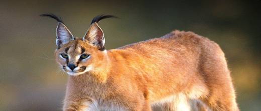 الوشق المصري يهاجم جنودا إسرائيليين على الحدود.. ما القصة؟ الوشق المصري يهاجم جنودا إسرائيليين على الحدود.. ما القصة؟