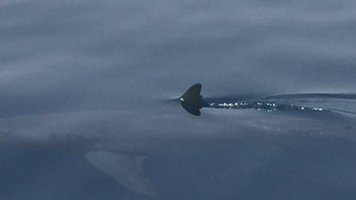 ظهور أسماك القرش قرب شواطئ الناظور يثير الجدل والمخاوف ظهور أسماك القرش قرب شواطئ الناظور يثير الجدل والمخاوف