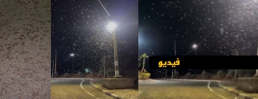 هل بدأ الجراد الصحراوي يغزو المغرب؟.. السلطات تكشف الحقيقة هل بدأ الجراد الصحراوي يغزو المغرب؟.. السلطات تكشف الحقيقة