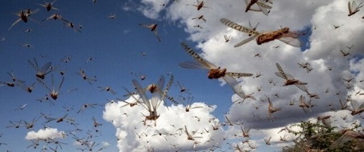 الجراد يستنفر المغرب ووزارة الداخلية ترفع حالة التأهب الجراد يستنفر المغرب ووزارة الداخلية ترفع حالة التأهب