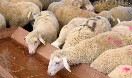 في ظل تراجع الصادرات إلى المغرب.. مربو المواشي الإسبان يطالبون بفتح أسواق جديدة في ظل تراجع الصادرات إلى المغرب.. مربو المواشي الإسبان يطالبون بفتح أسواق جديدة