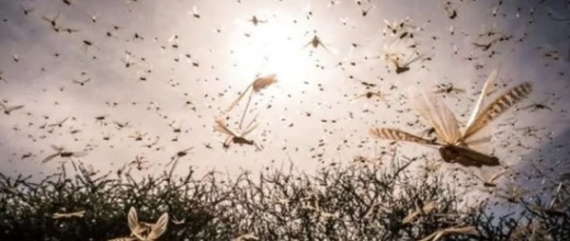 وزارة الداخلية تكشف في بلاغ جديد إجراءات مواجهة انتشار الجراد الصحراوي وزارة الداخلية تكشف في بلاغ جديد إجراءات مواجهة انتشار الجراد الصحراوي