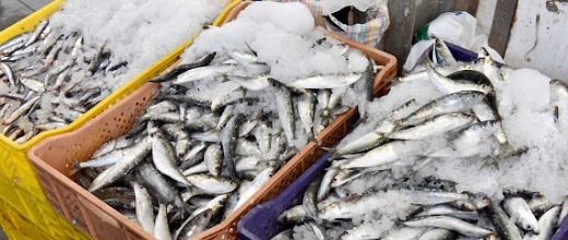مطالب بمهمة استطلاعية للوقوف على فوضى أسواق السمك والأسعار مطالب بمهمة استطلاعية للوقوف على فوضى أسواق السمك والأسعار