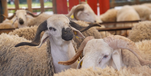 مبادرة برلمانية تدعو لتشكيل لجنة لتقصي الحقائق حول دعم الحكومة لاستيراد المواشي مبادرة برلمانية تدعو لتشكيل لجنة لتقصي الحقائق حول دعم الحكومة لاستيراد المواشي