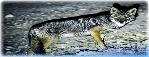 الذئب الذهبي الإفريقي يعود إلى الواجهة في منتزه الحسيمة الذئب الذهبي الإفريقي يعود إلى الواجهة في منتزه الحسيمة