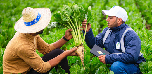 أمطار مارس تعيد الأمل لمنتجي الشمندر السكري بجهة الشرق أمطار مارس تعيد الأمل لمنتجي الشمندر السكري بجهة الشرق