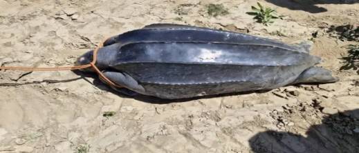 غموض يلف نفوق سلاحف ضخمة غموض يلف نفوق سلاحف ضخمة