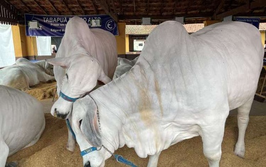 الحكومة تفتح أسواق المغرب أمام لحوم الأبقار البرازيلية الحكومة تفتح أسواق المغرب أمام لحوم الأبقار البرازيلية