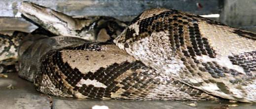 أفعى ضحمة تبتلع امرأة أثناء جمع الخضروات أفعى ضحمة تبتلع امرأة أثناء جمع الخضروات