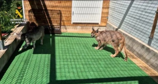 الإطاحة بشبكة تنشط في تهريب وبيع القطط البرية والمهجنة بإسبانيا الإطاحة بشبكة تنشط في تهريب وبيع القطط البرية والمهجنة بإسبانيا