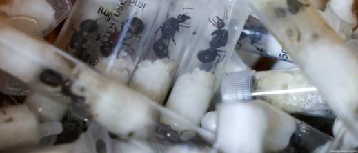 بلجيكيان في قبضة العدالة بعد محاولة تهريب آلاف بلجيكيان في قبضة العدالة بعد محاولة تهريب آلاف