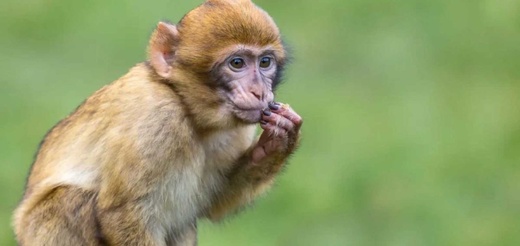 قرد يتسبب في وفاة مواطن مغربي بمنتجع سياحي قرد يتسبب في وفاة مواطن مغربي بمنتجع سياحي