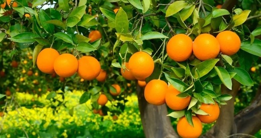 الحوامض المغربية تلج السوق اليابانية الحوامض المغربية تلج السوق اليابانية