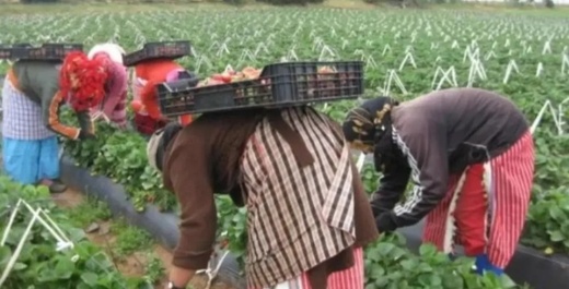 استغلال وظروف عمل صعبة.. معاناة العمال المغاربة بإسبانيا مستمرة استغلال وظروف عمل صعبة.. معاناة العمال المغاربة بإسبانيا مستمرة