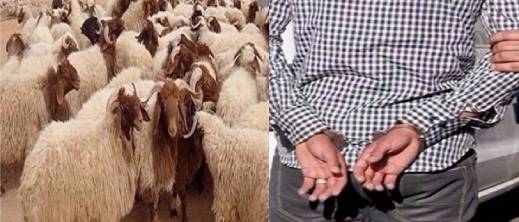 ورطه عون سلطة.. براءة راع غنم بعد خمس سنوات من السجن ظلما ورطه عون سلطة.. براءة راع غنم بعد خمس سنوات من السجن ظلما