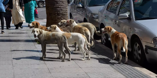 أكثر من 100 مليار سنتيم لمواجهة الكلاب الضالة.. هل تستفيد الناظور من البرنامج الوطني؟ أكثر من 100 مليار سنتيم لمواجهة الكلاب الضالة.. هل تستفيد الناظور من البرنامج الوطني؟