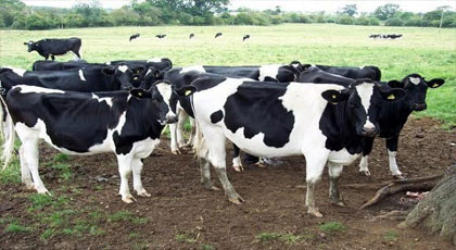 ترقيم أزيد من مليوني رأس من الأبقار تمهيدا لتتبع مسارها من قبل الدرك الملكي‎
