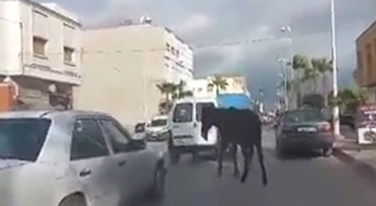 بالفيديو.. دابة سائبة تتجول بحرية وسط مدينة أزغنغان تثير إستياء المارة‎