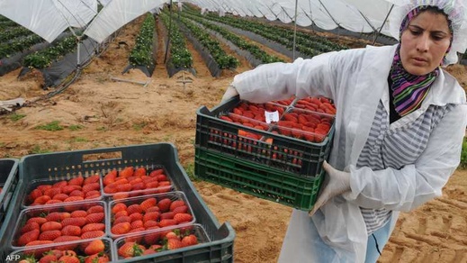 الحكومة تعترف أن عدد العاملات المغربيات في حقول الفراولة بإسبانيا بلغ 15 ألفا في أبريل 2025