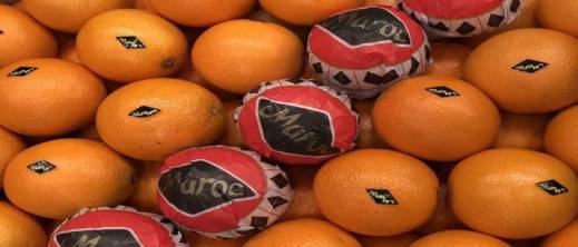 المغرب يدعم صادرات الحوامض بدرهم للكيلوغرام في مواجهة المنافسة المصرية المغرب يدعم صادرات الحوامض بدرهم للكيلوغرام في مواجهة المنافسة المصرية