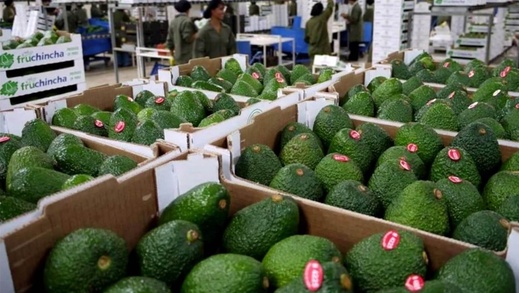 صادرات المغرب من الأفوكادو تثير قلق المزارعين الإسبان ومطالب بتدخل الاتحاد الأوروبي تلوح في الأفق صادرات المغرب من الأفوكادو تثير قلق المزارعين الإسبان ومطالب بتدخل الاتحاد الأوروبي تلوح في الأفق