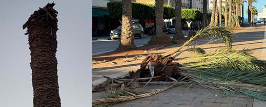 صفقة بـ 70 مليون سنتيم لقطع وإتلاف النخيل المصاب بالسوسة الحمراء في الناظور صفقة بـ 70 مليون سنتيم لقطع وإتلاف النخيل المصاب بالسوسة الحمراء في الناظور