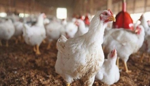 الصين تعلق استيراد الطيور والدواجن من المغرب بسبب تفشي مرض شديد العدوى الصين تعلق استيراد الطيور والدواجن من المغرب بسبب تفشي مرض شديد العدوى