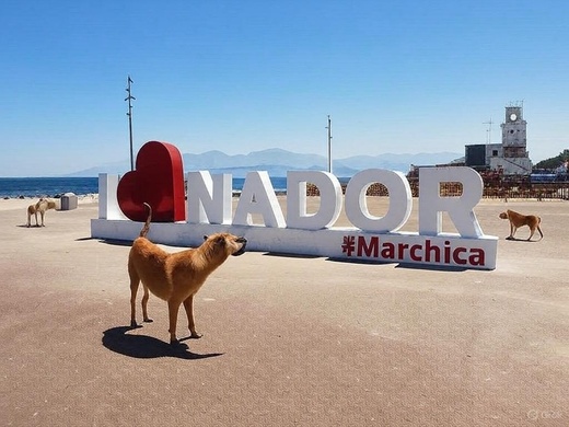 هاجمتك كلاب ضالة في الناظور؟ قد تحصل على 5 ملايين سنتيم كتعويض! هاجمتك كلاب ضالة في الناظور؟ قد تحصل على 5 ملايين سنتيم كتعويض!