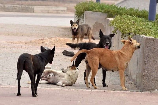 تعويضات ضحايا الكلاب الضالة تتواصل: بعد 5 ملايين لسيدة.. حكم جديد بـ23 ألف درهم تعويضات ضحايا الكلاب الضالة تتواصل: بعد 5 ملايين لسيدة.. حكم جديد بـ23 ألف درهم