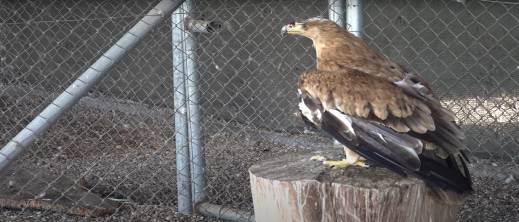 بعد خمسين عاما من الغياب.. العقاب الملكي الإيبيري يعود إلى المغرب بعد خمسين عاما من الغياب.. العقاب الملكي الإيبيري يعود إلى المغرب