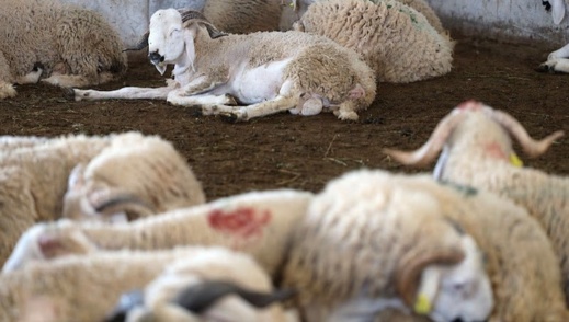 الجالية المغربية تمتنع عن ذبح الأضاحي تضامنًا مع الوطن الأم الجالية المغربية تمتنع عن ذبح الأضاحي تضامنًا مع الوطن الأم