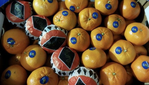 الناظوركوت المغربي يواصل تألقه العالمي رغم أزمة الحوامض.. وأكثر من 300 ألف طن في موسم واحد الناظوركوت المغربي يواصل تألقه العالمي رغم أزمة الحوامض.. وأكثر من 300 ألف طن في موسم واحد