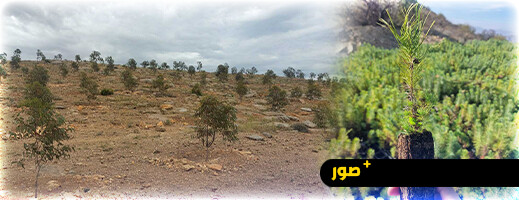 الناظور تطلق برنامجا طموحا لتشجير 7700 هكتار من الغابات بحلول 2030 الناظور تطلق برنامجا طموحا لتشجير 7700 هكتار من الغابات بحلول 2030