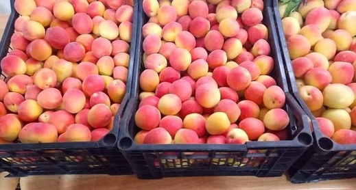 أسعار الفواكه الموسمية تلتهب في الأسواق الوطنية والناظور تسجل أرقاما قياسية أسعار الفواكه الموسمية تلتهب في الأسواق الوطنية والناظور تسجل أرقاما قياسية